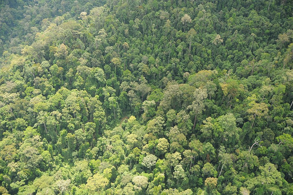 Rainforest Ecology - Orang Utan Republik Foundation