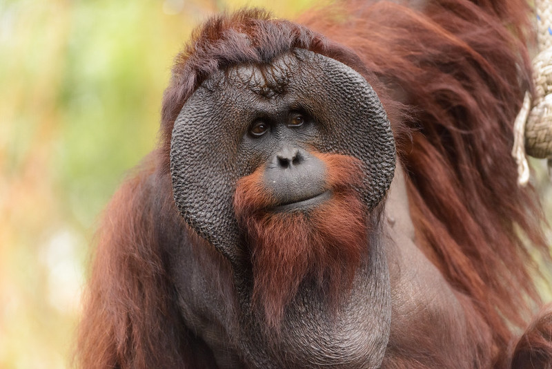 Utan orang Orangutan Natural