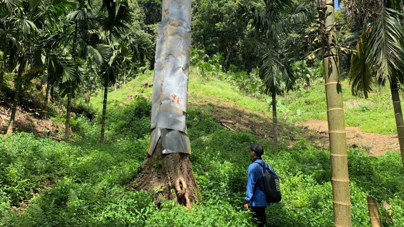 Sheet metal barrier installed on during tree- (c) YSHL