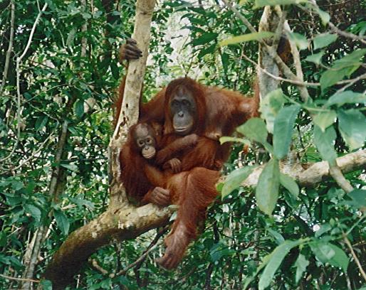 Davida and David in tree