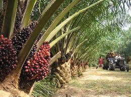 Palm oil plantation