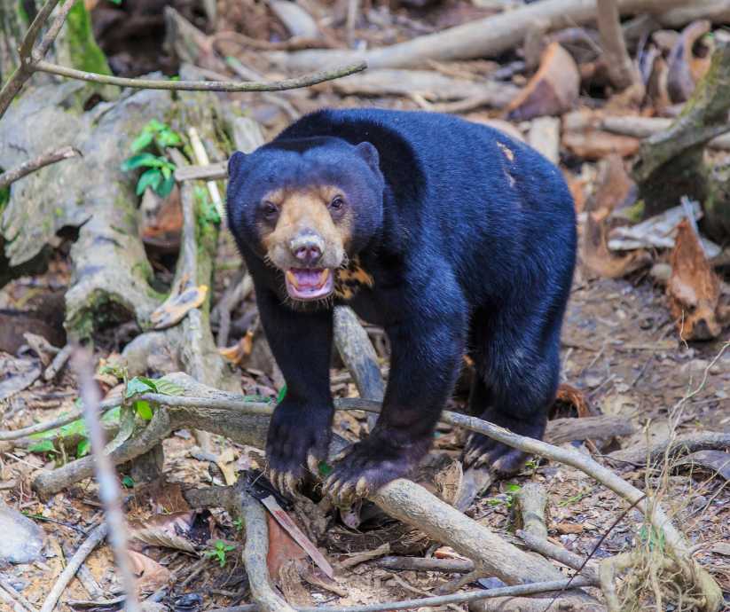 Malayan Sun Bear - created with Canva