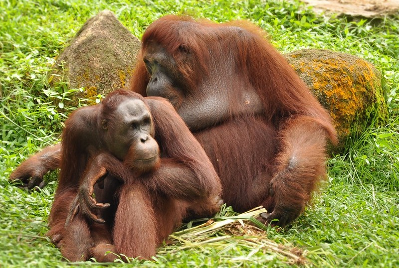 Relationships & Mating Strategies - Orang Utan Republik Foundation