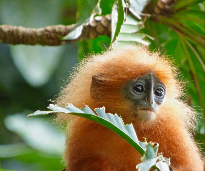 red leaf monkey- created on Canva