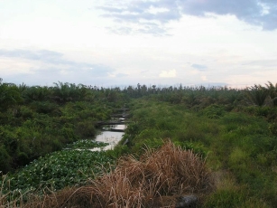 swamp canal