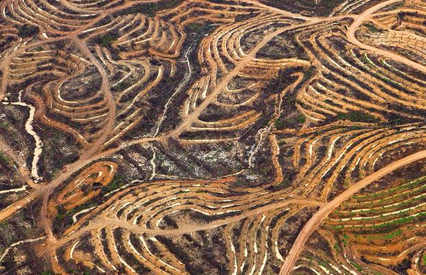 Cleared for palm oil