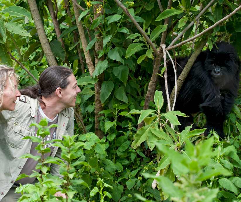 tourists visit mountain gorillas- made with Canva