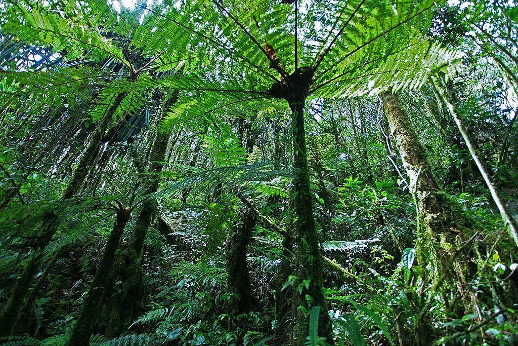 Tropical rainforest in Indonesia