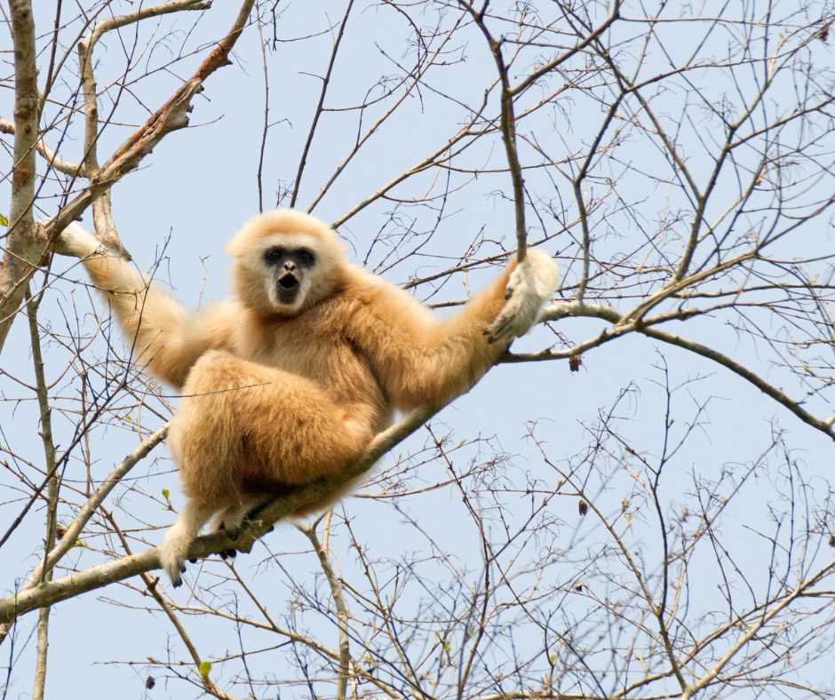 white handed gibbon