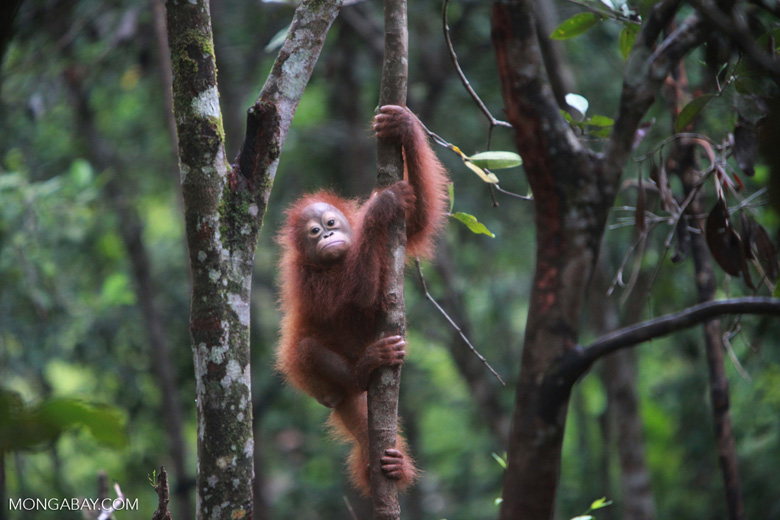 Photo by Rhett Butler- Mongabay