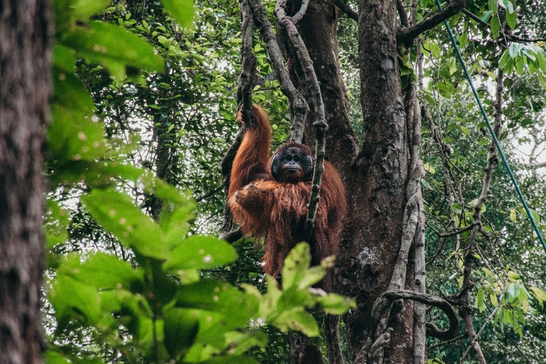 male orangutan