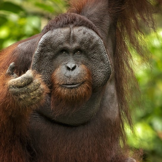 Big Male Orangutan