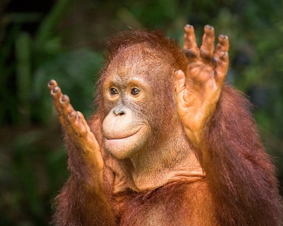 Clapping Orangutan