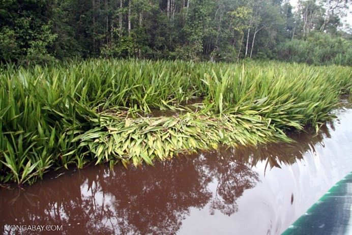crocodile resting place