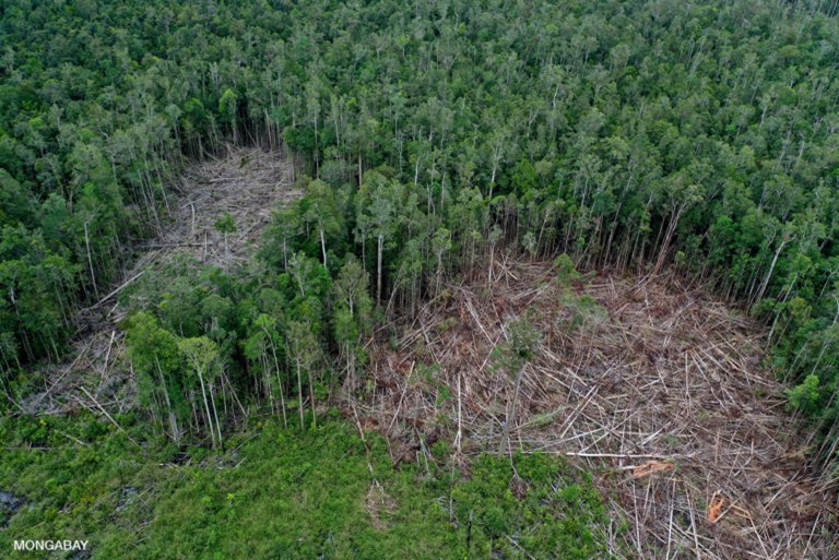 Forest destruction in Indonesia