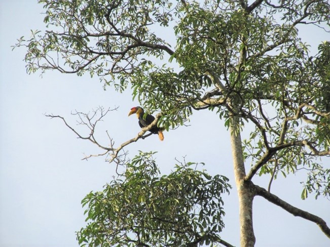 hornbill