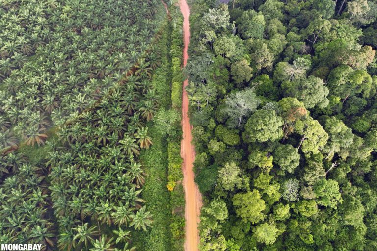 An oil palm plantation and natural forest in Jambi, Indonesia. Photo credit: Rhett A. Butler