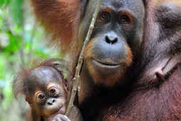 mindful orangutans