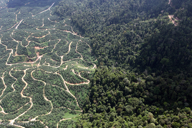 Oil palm plantation- Rhett Butler-Mongabay