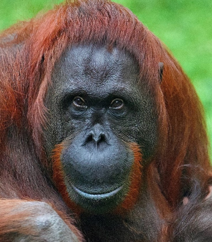 Orangutan connections