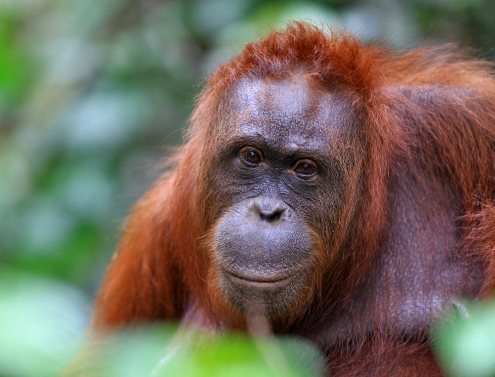 Orangutan Female