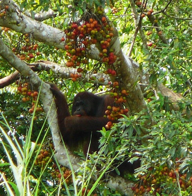 male orangutan