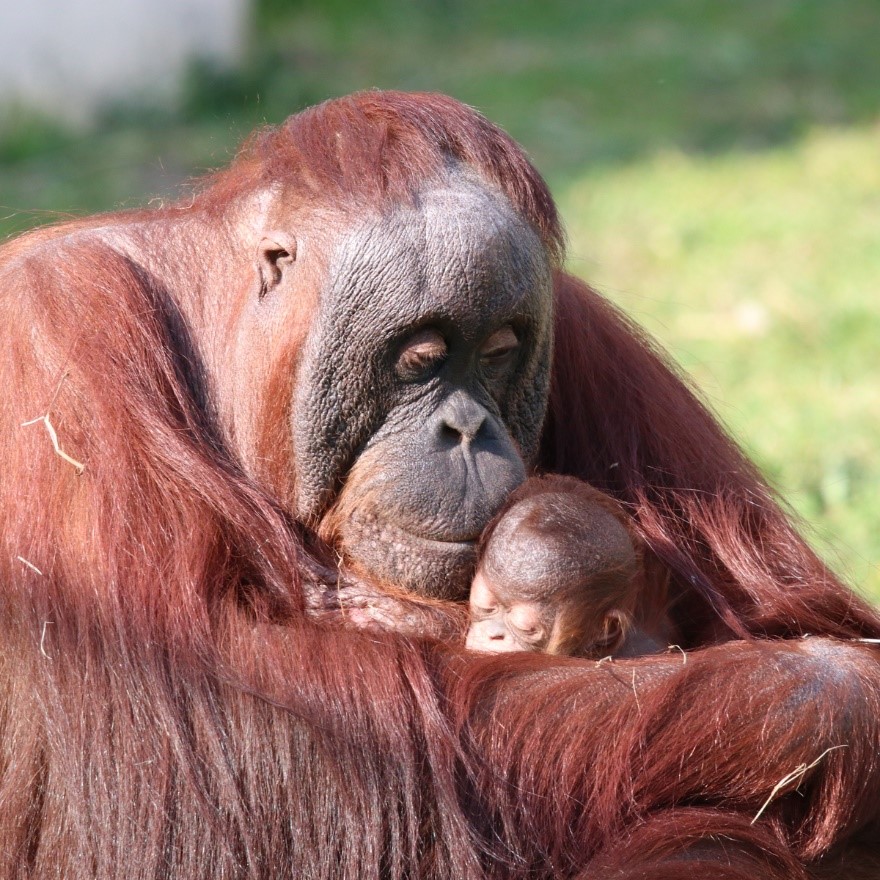 Orangutan mom and baby