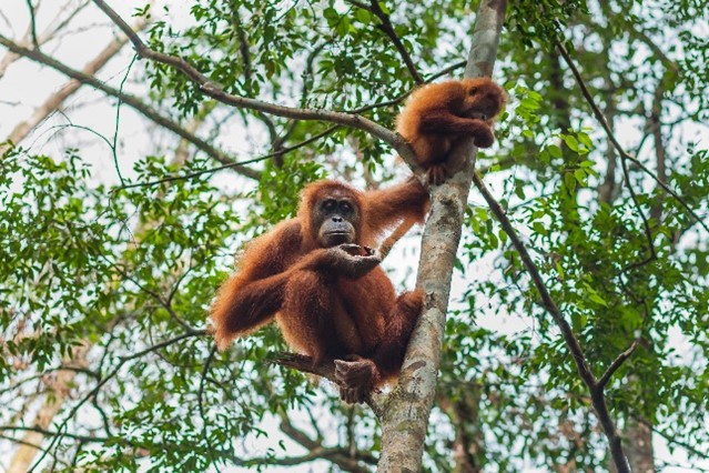 Mother and offspring in tree