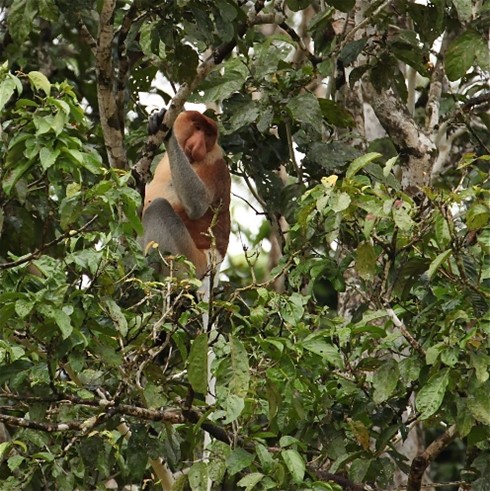 proboscis monkey