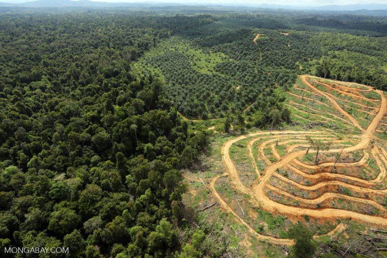 Deforestation for oil palm plantations by palm oil industries in Malaysian Borneo. Image by Rhett A. Butler/Mongabay.