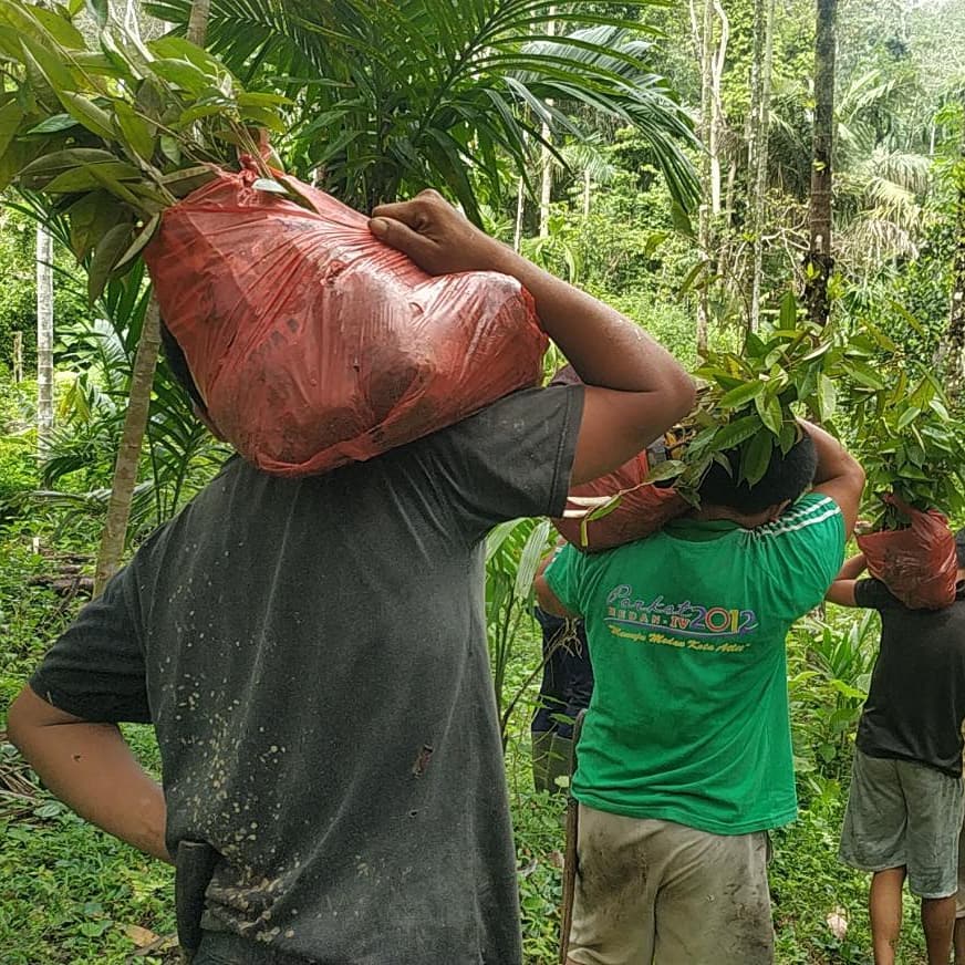 YSHL tree planting