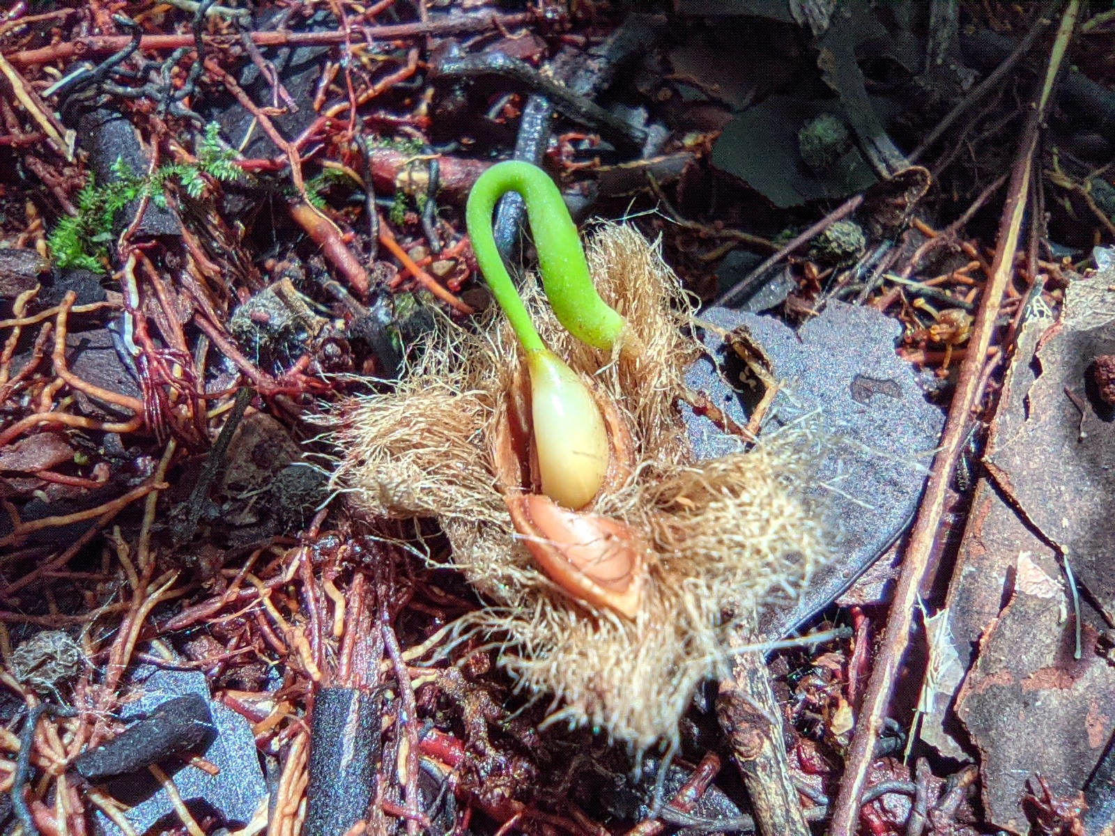 Plant in swamp