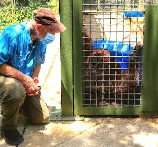 Meeting Sandra at the Center for Great Apes sanctuary