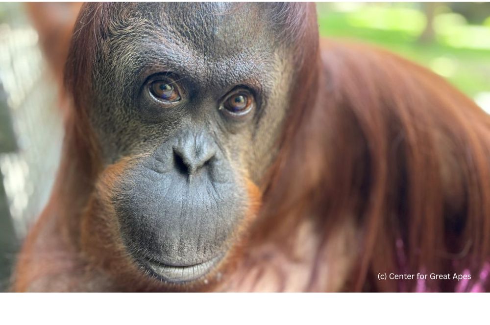 Sandra at the Center for Great Apes