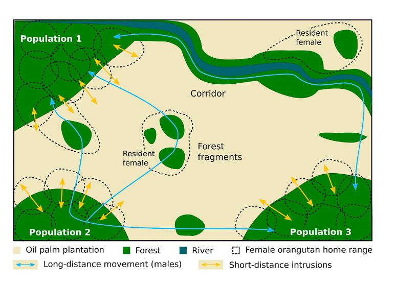A diagram showing the ranging pattern and ranging dynamic of wild orangutans in a fragmented landscape. Image by Ancrenaz et al., 2021.