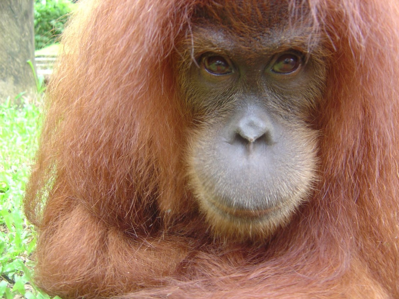 Sumatran orangutan