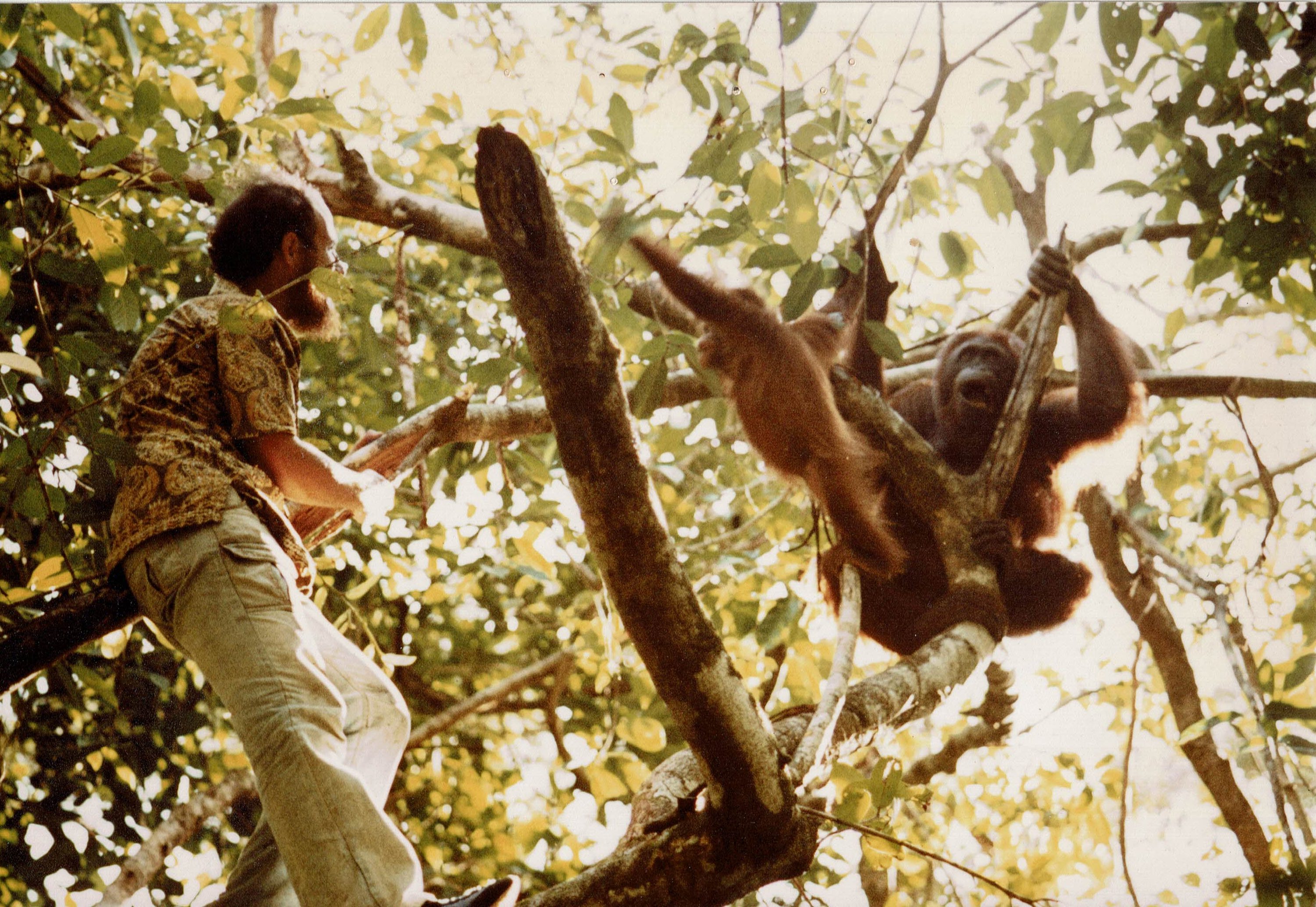 Gary in a tree with Siswoyo and Siswi