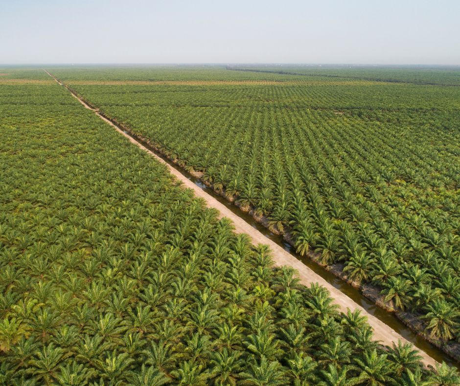 Deforestation linked to palm oil production has slowed somewhat in recent years. Research by TRACE shows that high volumes of palm oil are sourced indirectly, potentially increasing the risk of connections to forest loss