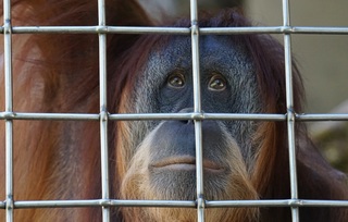 LONG TAILED MACAQUES SOLD AT MARKET – JAKARTA ANIMAL AID NETWORK
