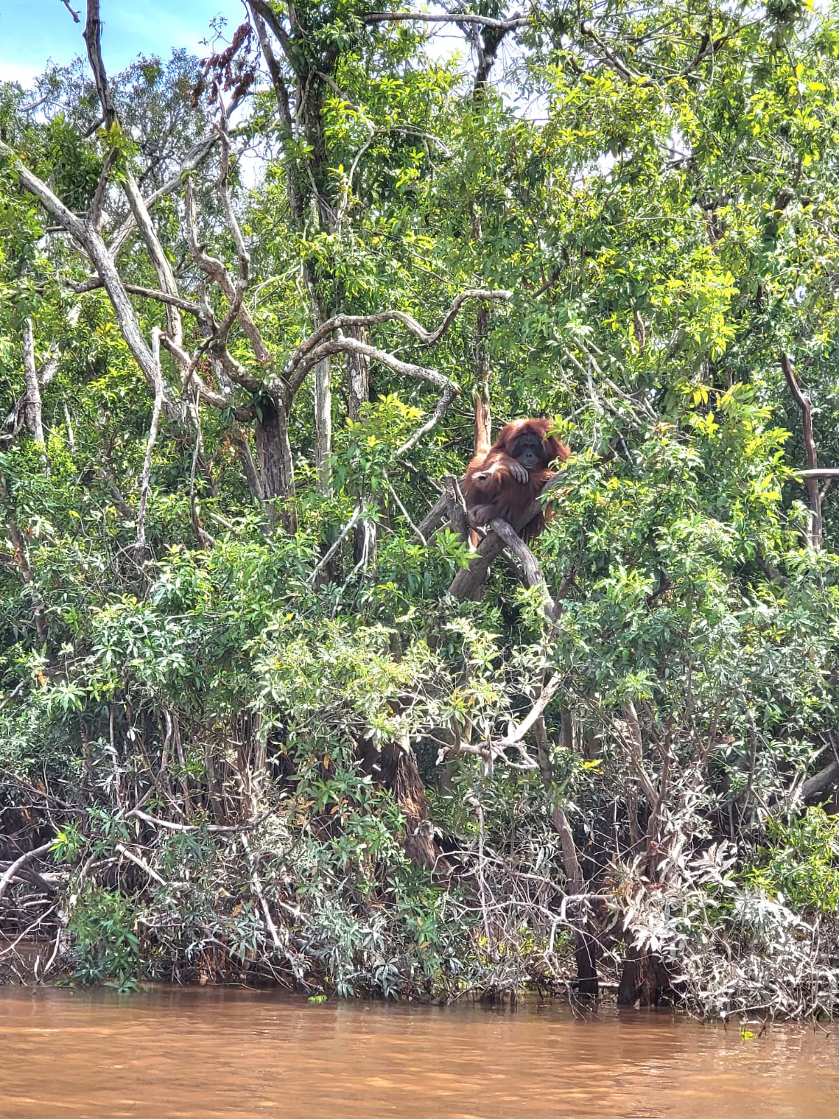 orangutan on island
