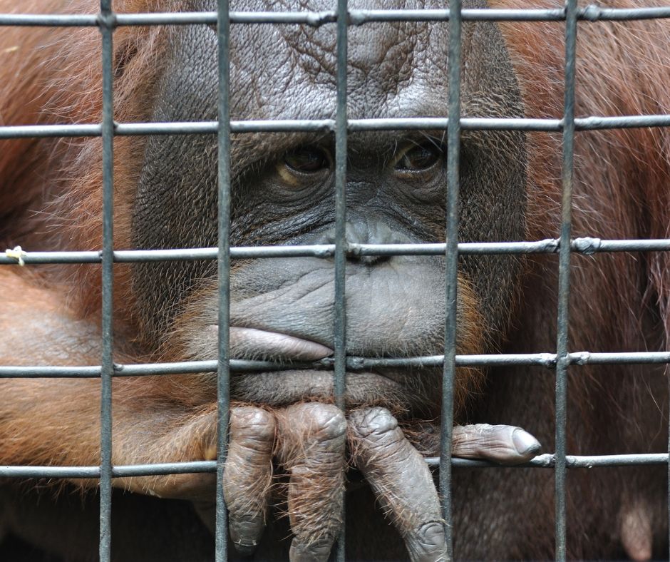 Orangutan in cage