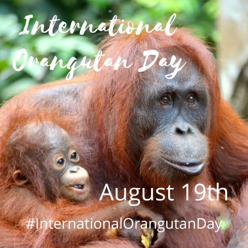 International Orangutan Day