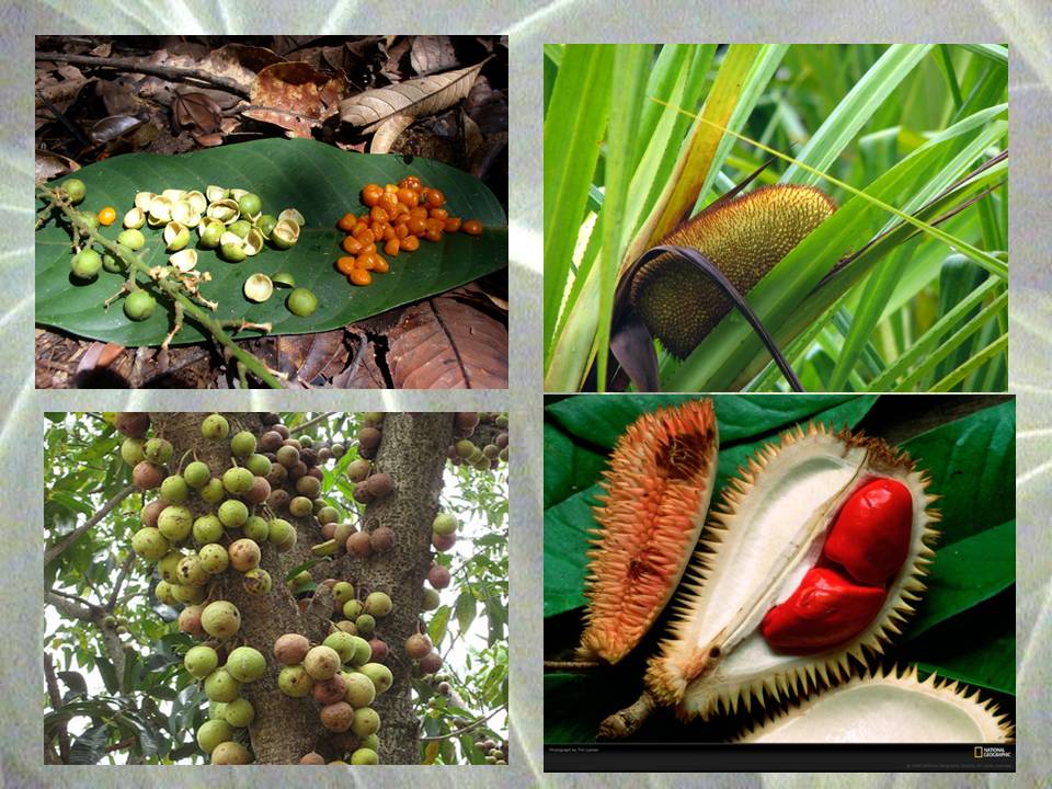 Species Information - Orang Utan Republik Foundation