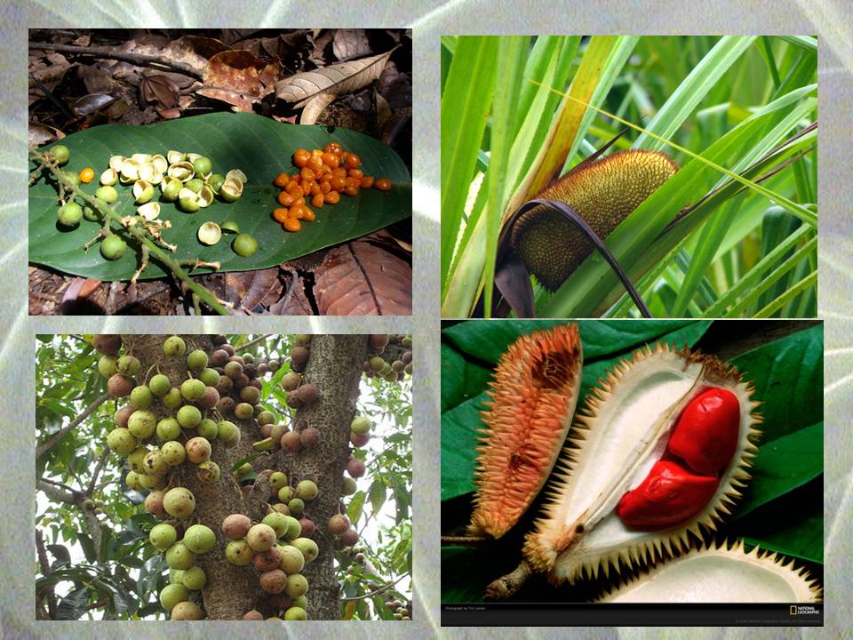 Orangutan foods